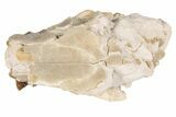 Partial, Fossil Oreodont Skull - South Dakota #198219-6